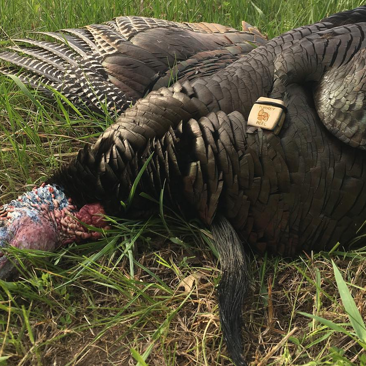 Photo of Turkey Reel hardwood call on a turkey