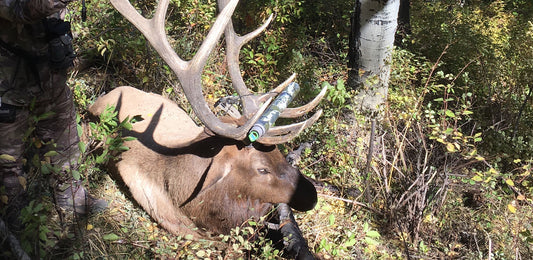 2018 public land Giant Bull