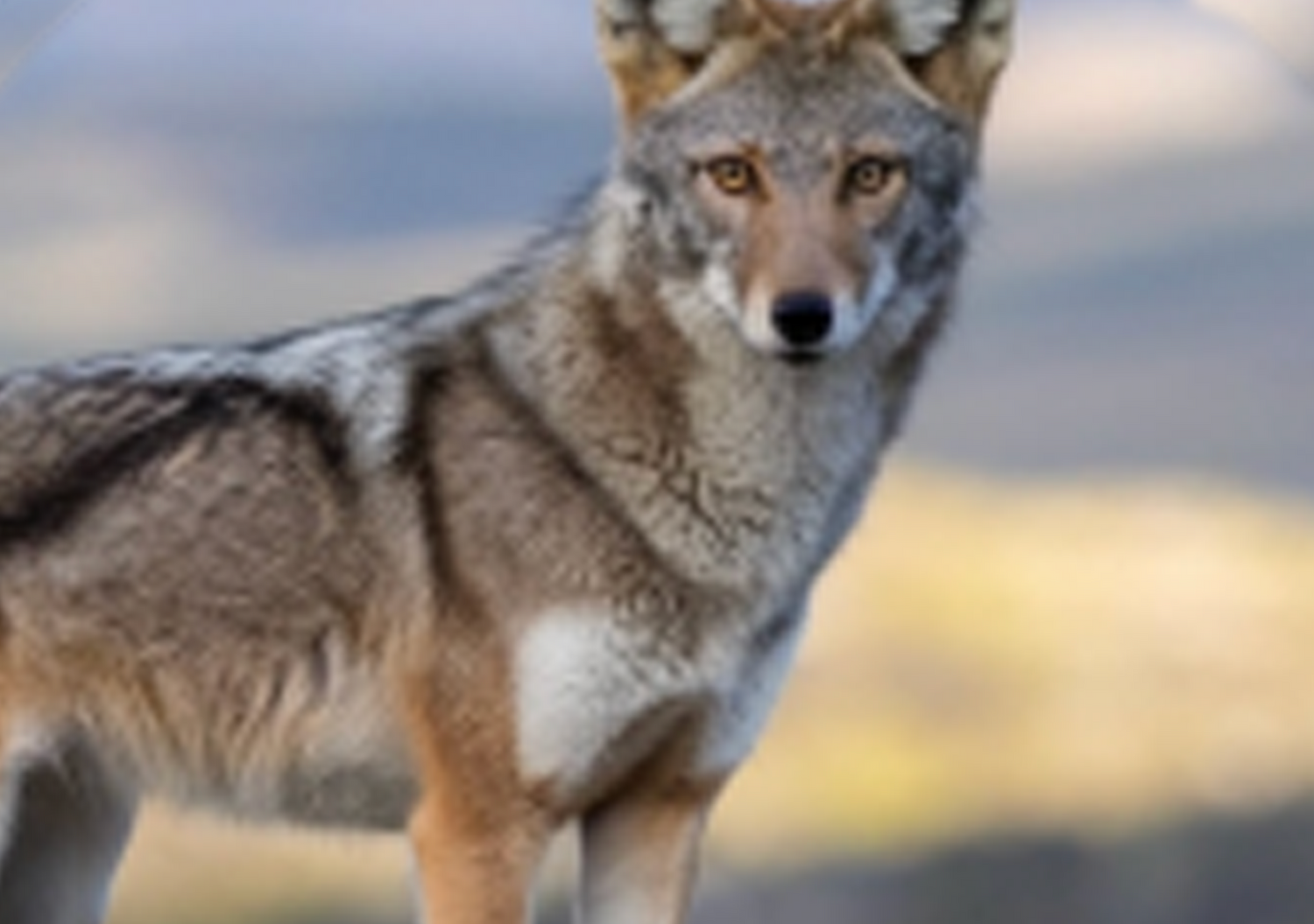 Photo of a coyote looking at the camera