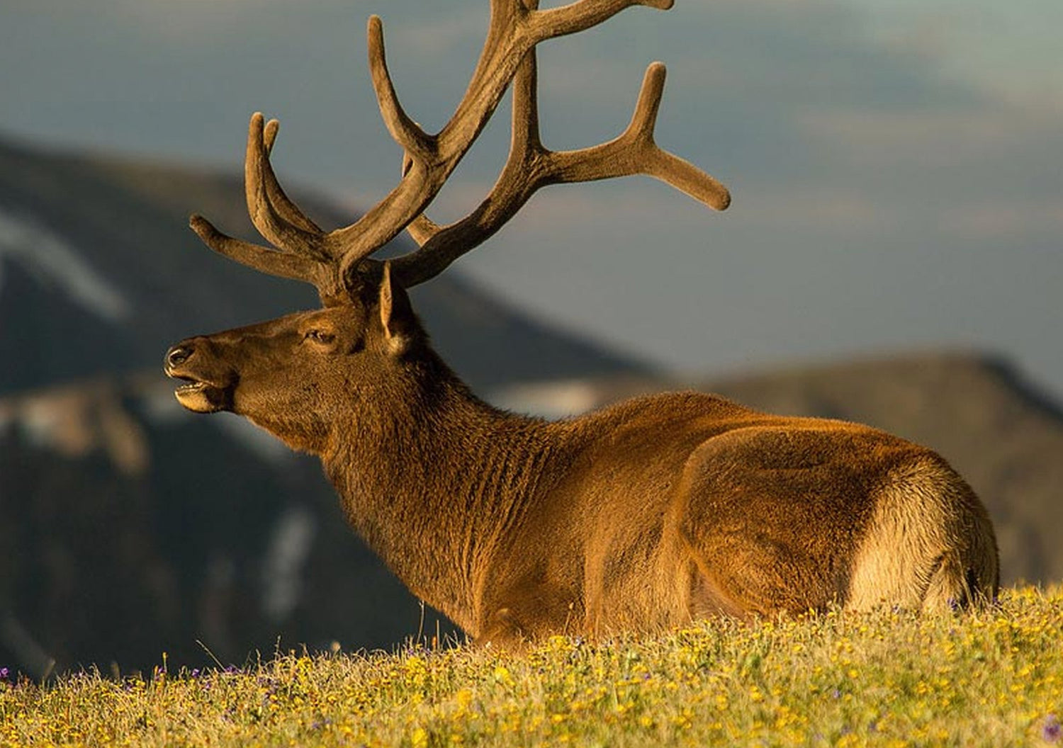 Photo of a bull elk bugling in the mountains