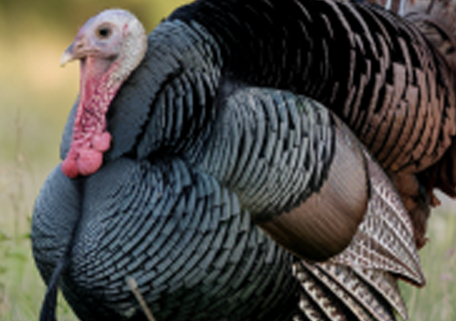 Close up photo of a large turkey