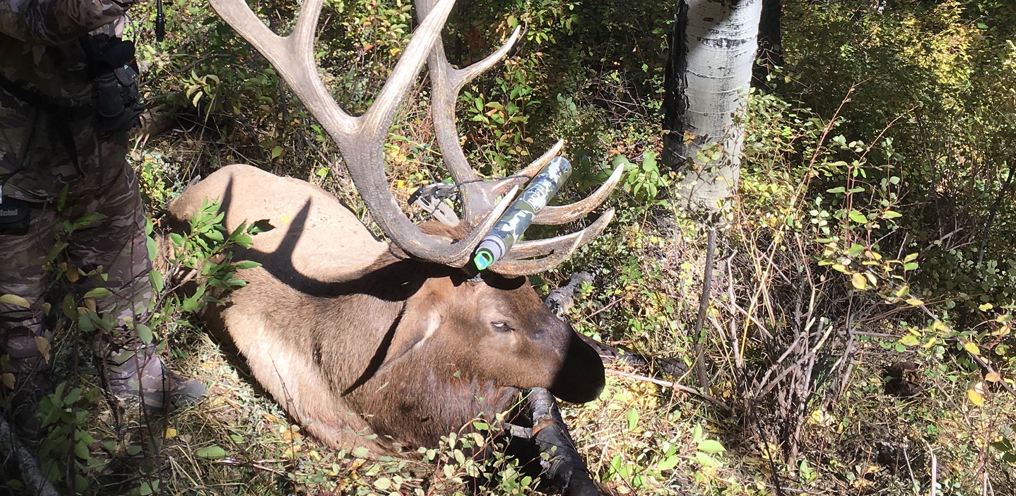A huge elk with a bugle in the antlers